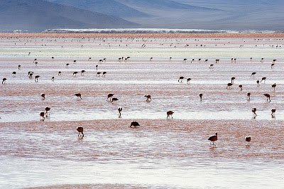 andean+flamingos+at+Salar+de+Uyuni