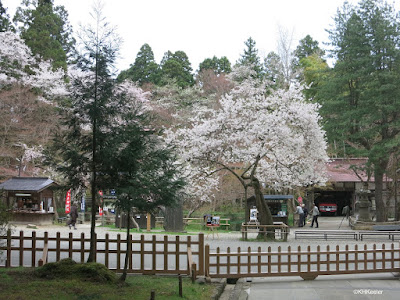 cherry blossoms, Hiraizumi, Japan