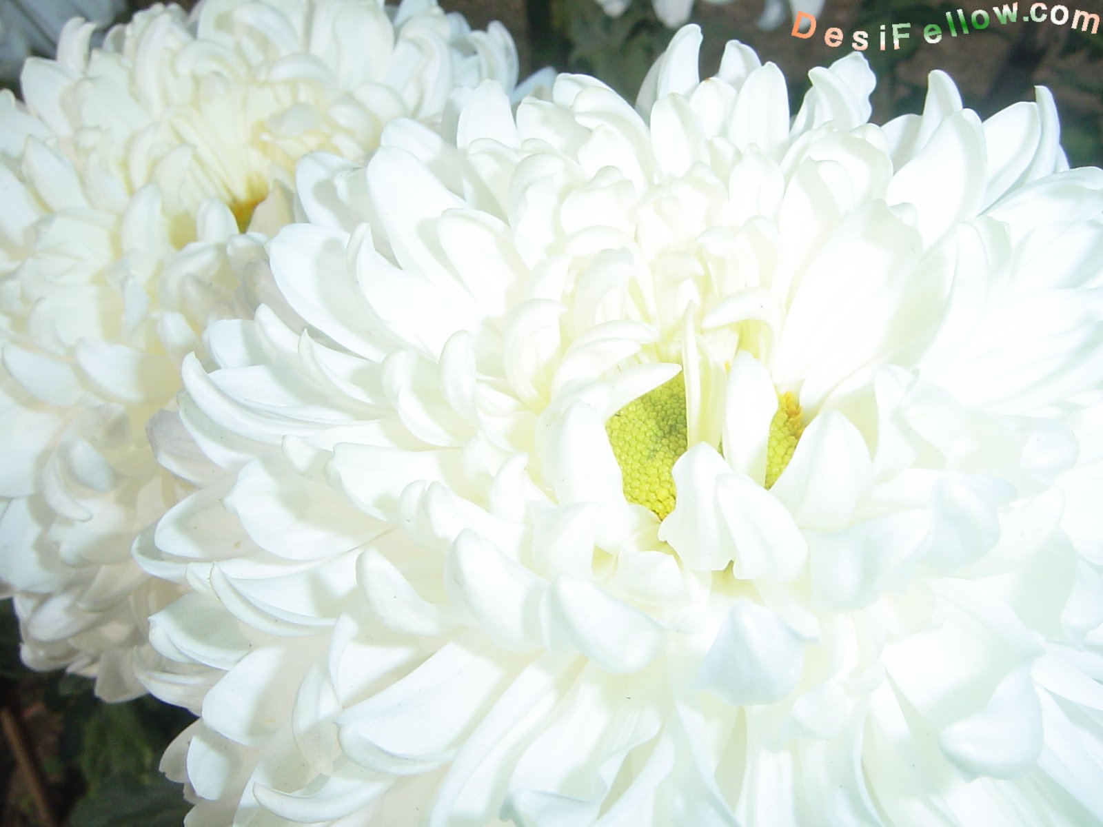 Chrysanthemum Guldaudi  गुलदाउदी Photos India