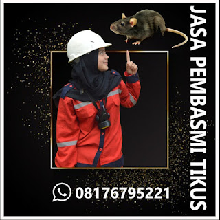 Hub : 08176795221 Jasa Pembasmi Hama Tikus di Cidadap Bandung