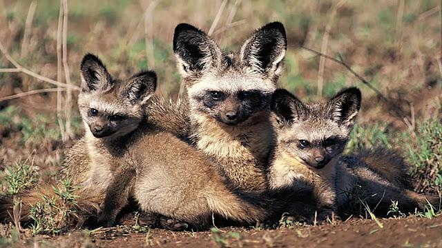 Bat-Eared Fox