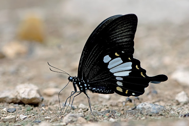 Papilio chaon