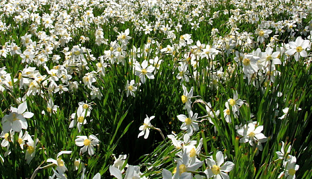 Weiße Narzisse, Narcissus poeticus