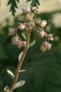 Echeveria "Perle de Nuremberg" - Echeveria gibbiflora x Echeveria potosina