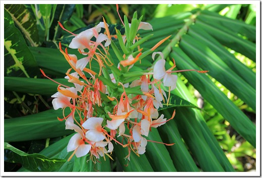 130713_TropicalGardensOfMaui_065
