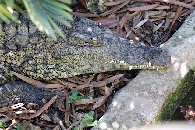 Crocodile Stood Still #DinosaurPark #Sudwala #SA #PhotoYatra #TheLifesWayCaptures