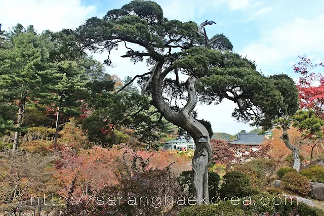 an old tree in the garden of the morning calm