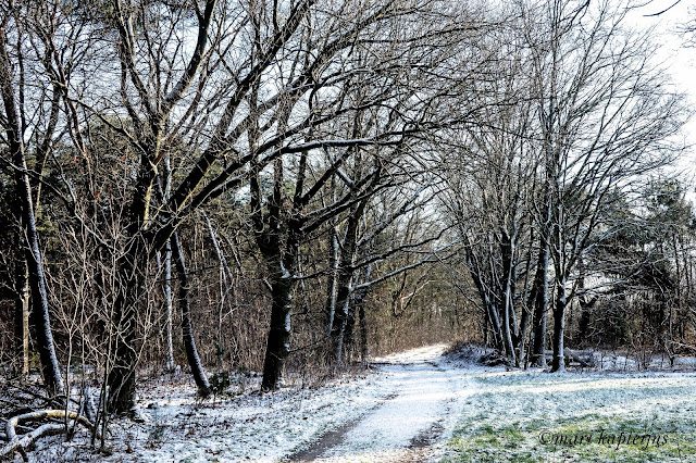 Vresselse bos Nijnsel 16 januari 2024