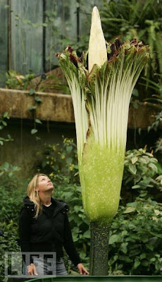 泰坦魔芋 Titan Arum lily ��花