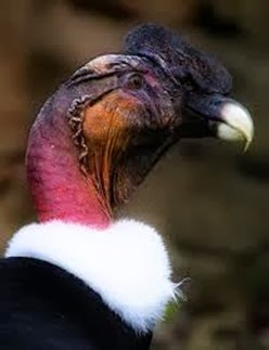 Amazing Pictures of Animals, Photo, Nature, Incredibel, Funny, Zoo, Andean Condor, Vultur gryphus, bird, Alex (6)