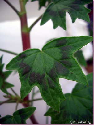 Pelargoner 09 033