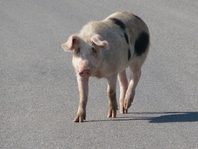 Local Fauna Kefalos