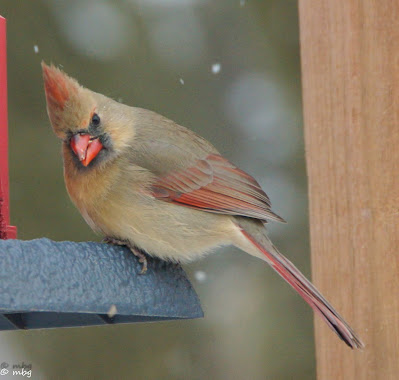 female cardinal photo by mbgphoto