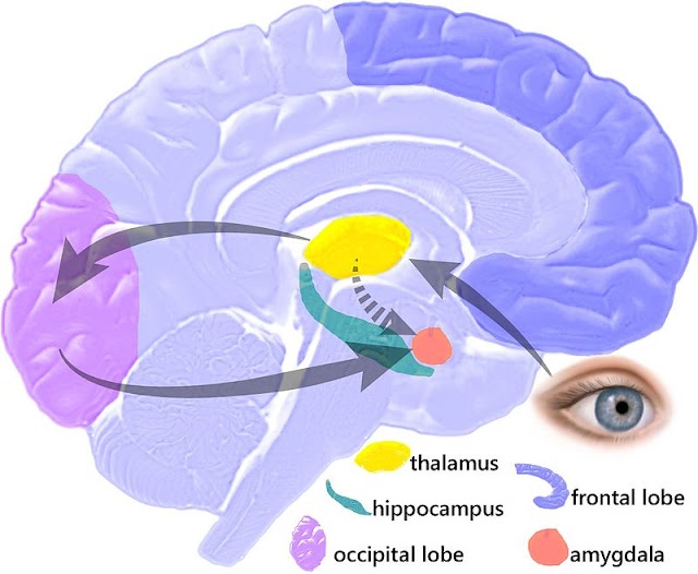 Always Recognize When Your Amygdala Takes Over!