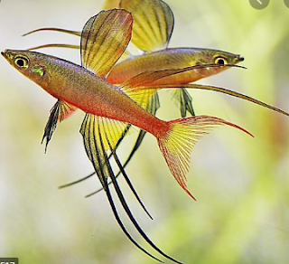 Threadfin Rainbowfish