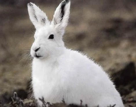 Kutup Tavşanı (Arctic Hare) Hakkında Bilgiler