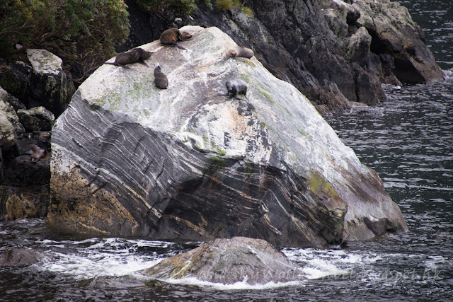 Milford Sound 米佛峽灣