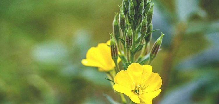 evening_primrose