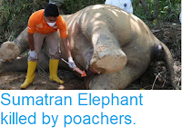 https://sciencythoughts.blogspot.com/2018/11/sumatran-elephant-killed-by-poachers.html