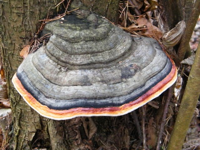 Fomitopsis pinicola