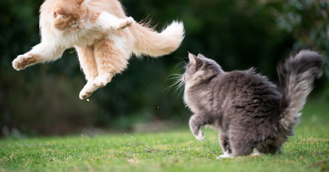 pourquoi-les-chats-sautent-ils-de-cote