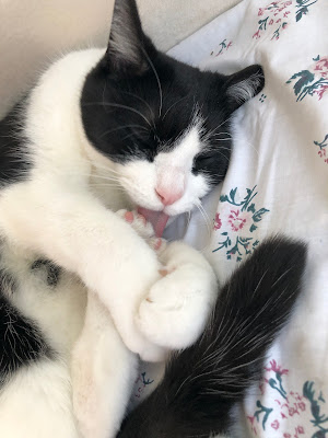 Close up of black and white cat on couch grooming