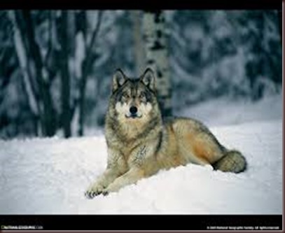 Amazing Pictures of Animals photo Nature exotic funny incredibel Zoo,Canis lupus, Wolf, mammalia. Alex (34)