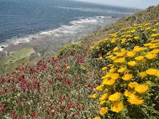 Yellow and red flowers on a slope, on the left the sea