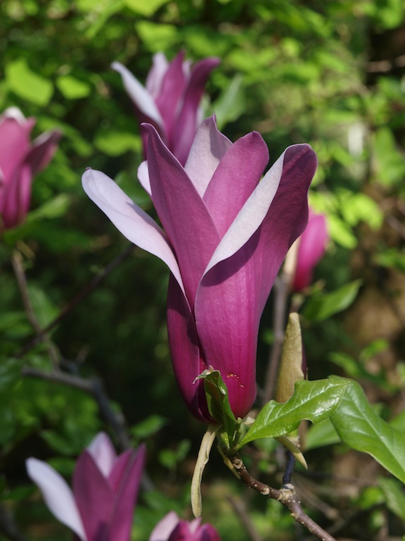 Магнолия лилиецветная (Magnolia liliiflora)