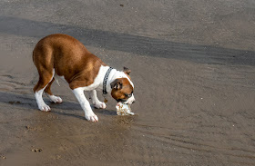 Photo of Ruby with the flatfish she found in the wet sand yesterday (Thursday)