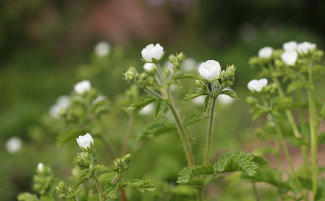 Potentilla Rupestris