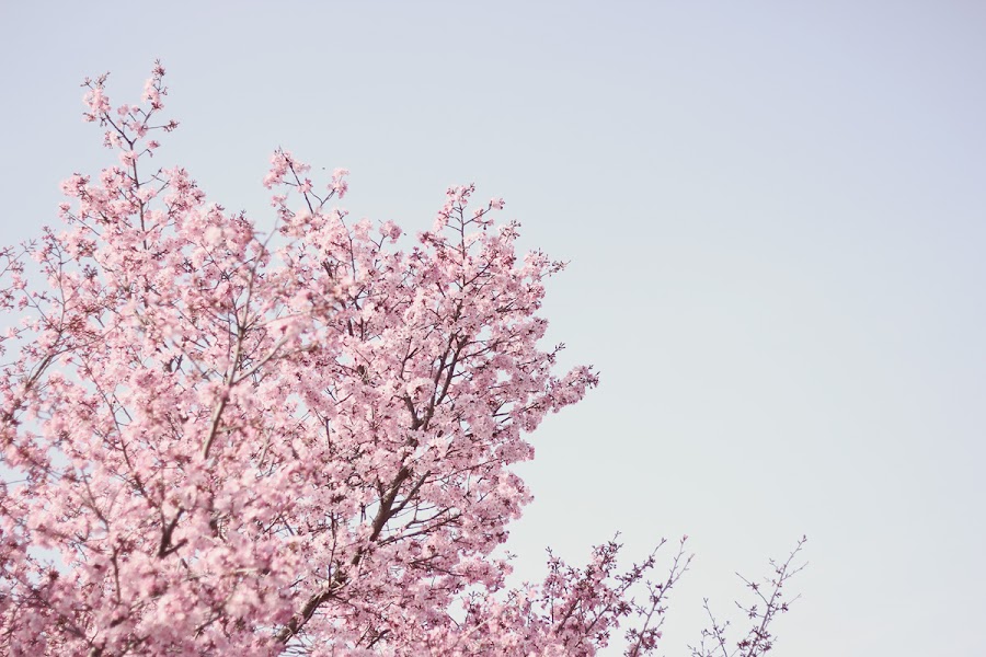 spring cherry blossom