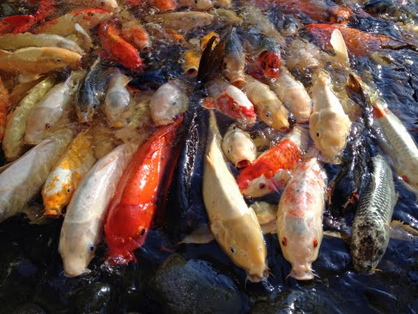 About an hour later we found these Koi Fish which marched along to eat