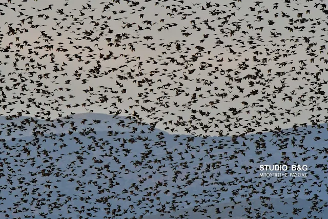 Ψαρόνια: Τα πουλιά του Χίτσκοκ κάλυψαν τον ουρανό στο Ναύπλιο (βίντεο) 