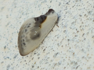 http://www.biodiversidadvirtual.org/insectarium/Cilix-glaucata-img680153.html