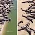 BRAZILIAN BEACH INVADED BY THOUSANDS OF CROCODILE WENT VIRAL