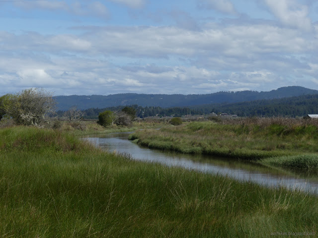 47: water in the grass