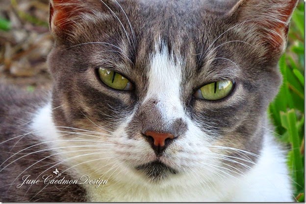 Kitty_SmilingNOT