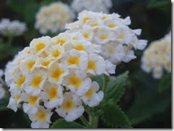 LANTANA BRANCA