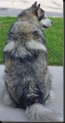 Huskie name Blue on Stagecoach Circle
