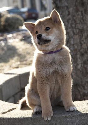 filme sempre ao seu lado hachiko filhote