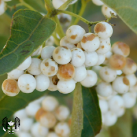 シロシキブ(白式部) Callicarpa japonica
