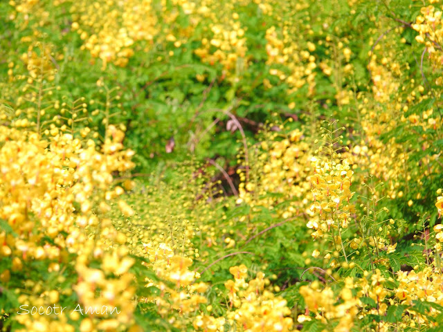 Caesalpinia decapetala