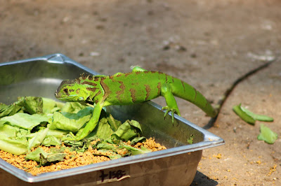 Iguana