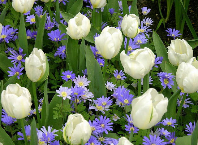 gerbera & tulip flower