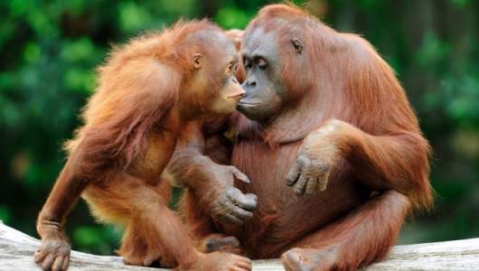 Gambar orang utan  Indonesiadalamtulisan  Terbaru 2014