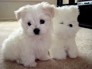   Breeds on Top 10 Toy Dog Breeds  The Cozy Pet Blog