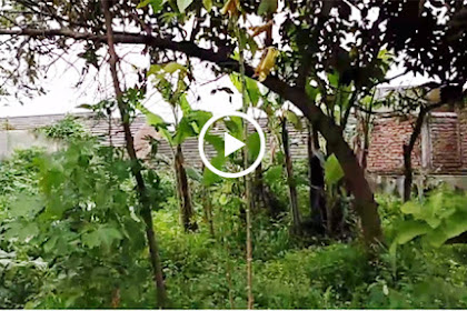Subhanallah... Video: Pohon Ini Merunduk Tepat Ke Arah Kiblat Seperti Sedang Ruku'