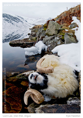 Scotland Angus Loch Lee Glen Esk Landscape snow winter ram sheep dead death harsh reflection season ice Hamilton Kerr