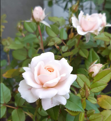 foto de rosas claras em poesia aos sentidos de Julio Silva